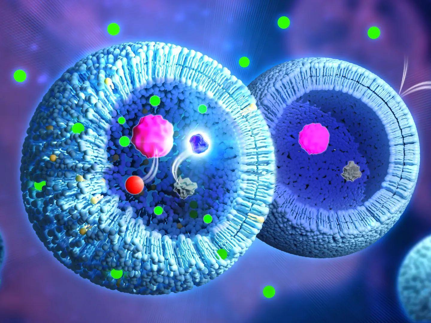 Glukose (grün) kann durch die Membran diffundieren. Im Inneren wird eine Reaktionskaskade in Gang gesetzt: Glukose-Dehydrogenase (rosa) wandelt Glukose  zu Glukonsäure (rot) um, wodurch gleichzeitig NAD+ (grau) in das fluoreszierende NADH (blau) umgewandelt wird. Bei der intakten Membran findet keine Reaktion statt.