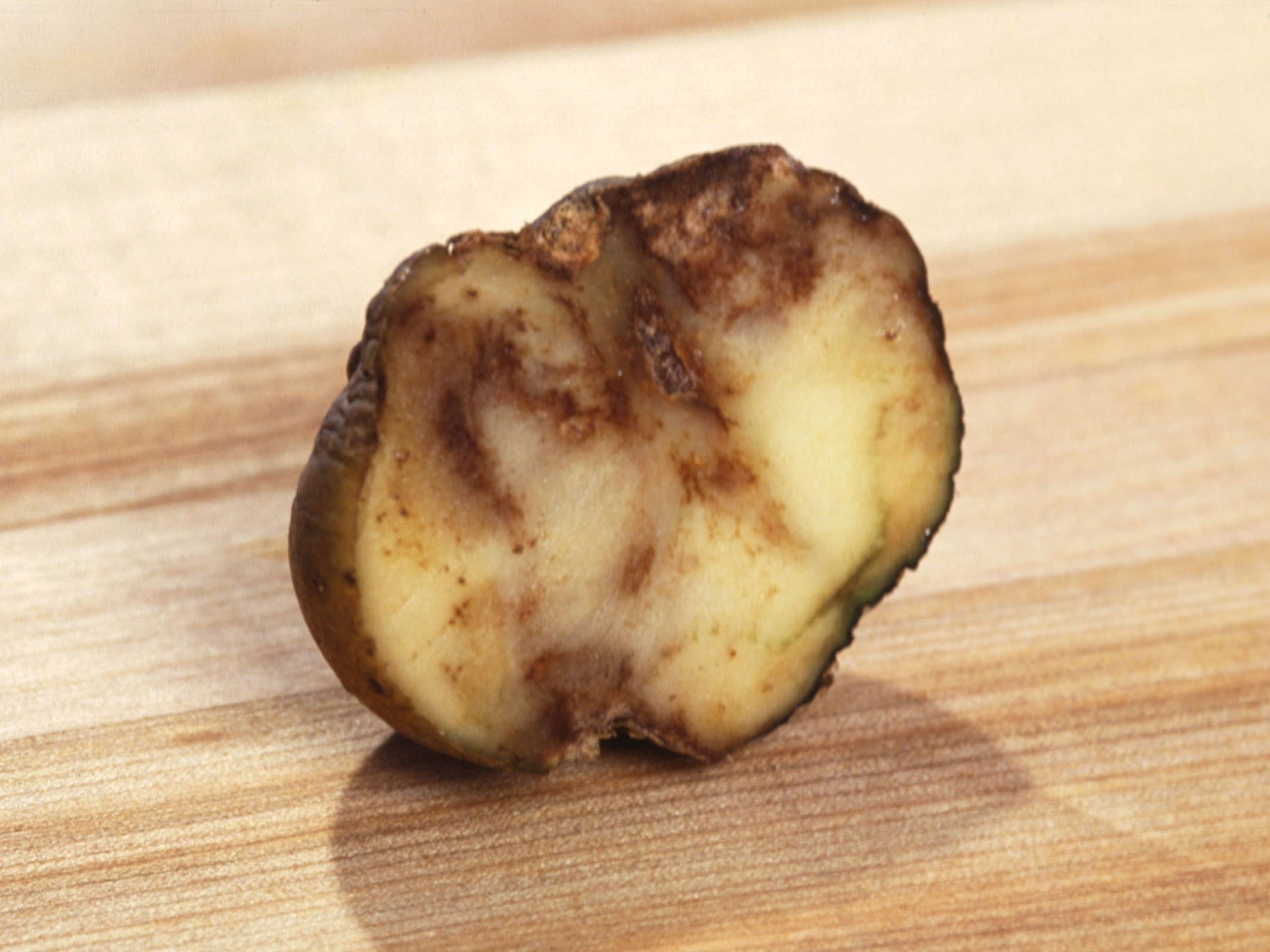 Eine von der Kartoffelfäule befallene Kartoffel.