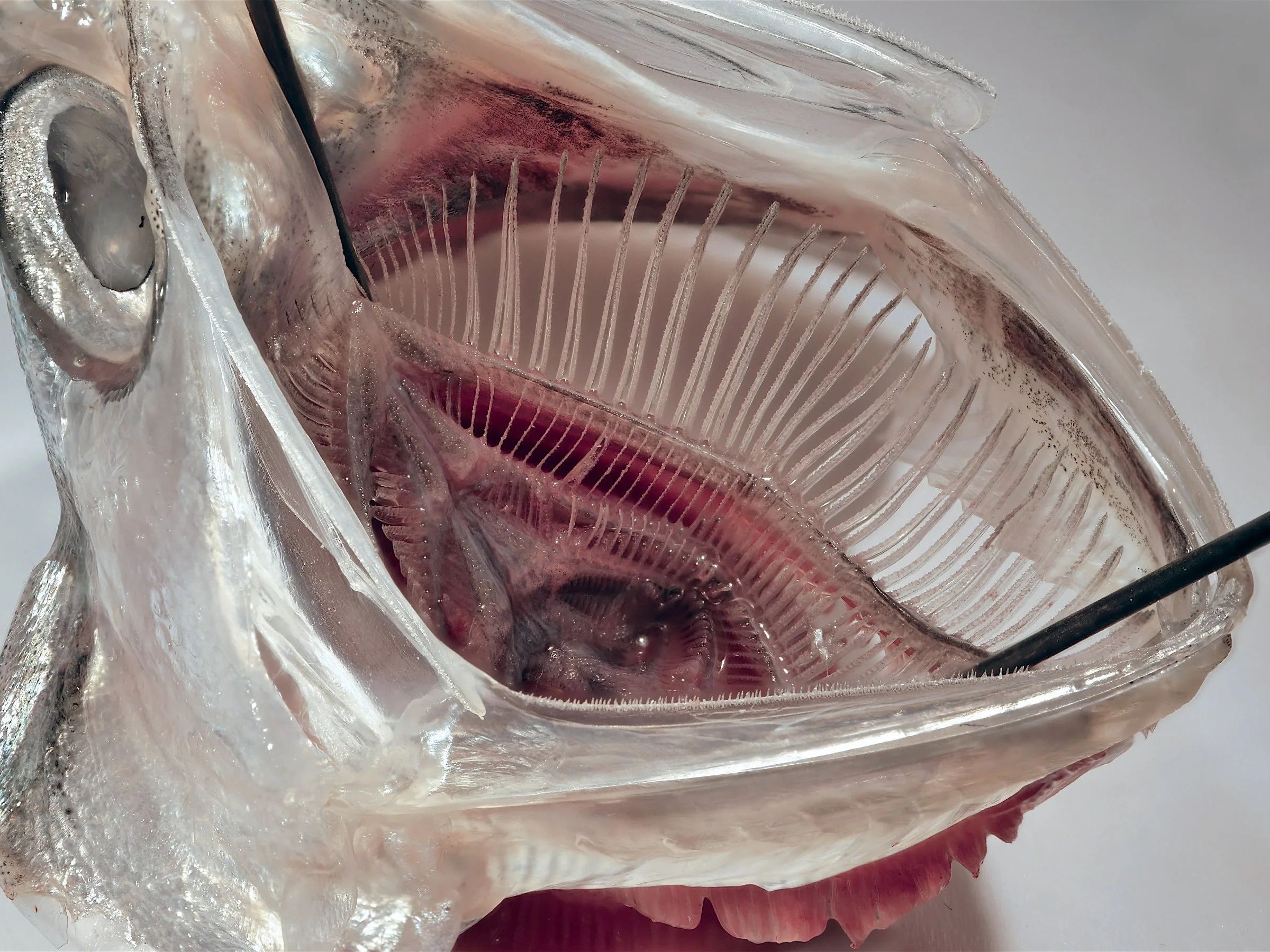 Im Bild ist ein toter Fischkopf mit aufgerissenem Maul zu sehen.