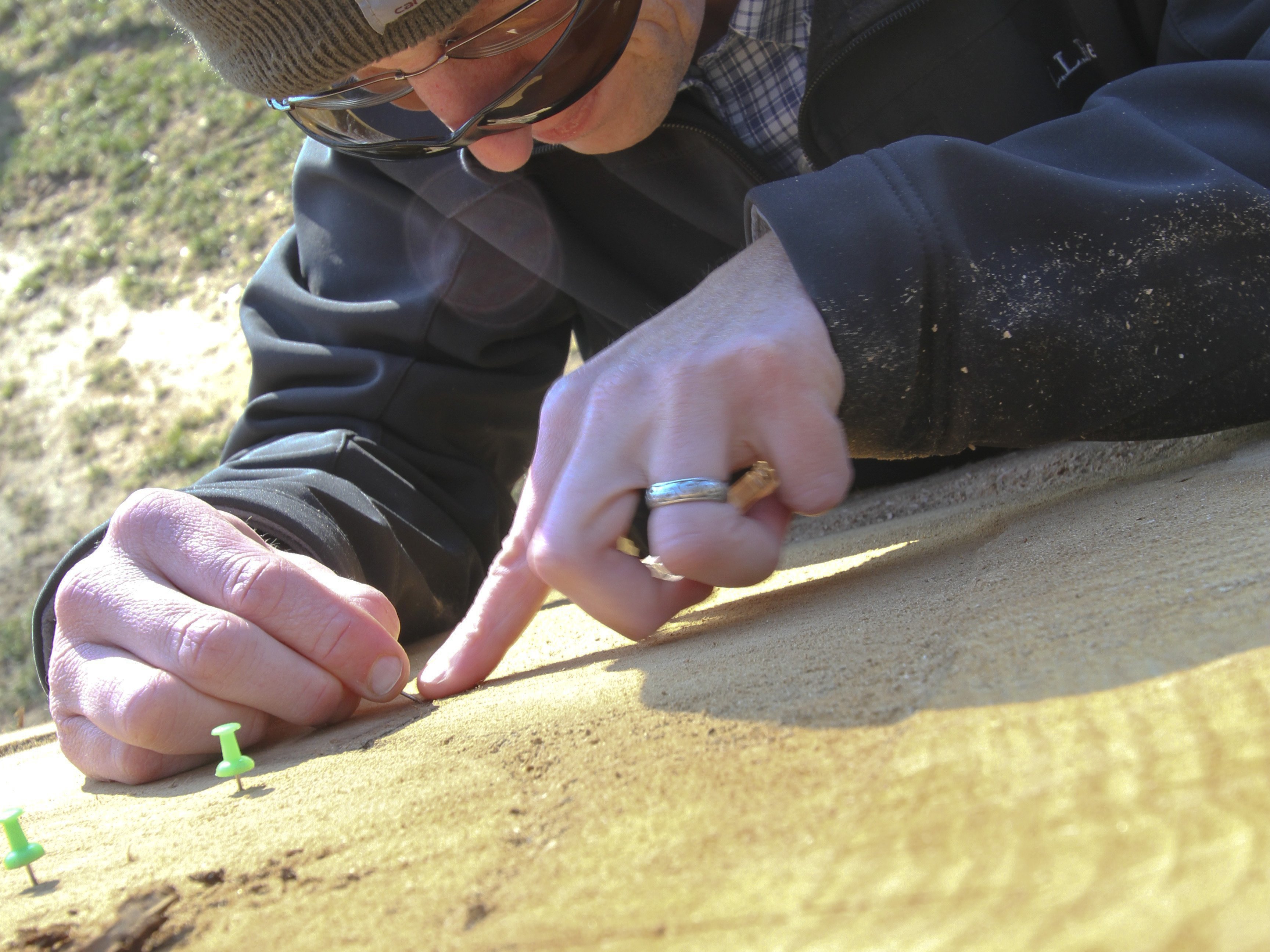 Die Jahresringe von Bäumen können bei der Datierung von Funden eine wichtige Rolle spielen.