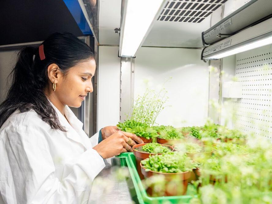 Khushbu Kumari arbeitet am Lehrstuhl für Molekulare und Zelluläre Botanik der Ruhr-Universität Bochum.