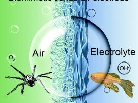 Links zu sehen eine Wasserspinne, rechts ein Wisch. In der Mitte eine Luftblase.