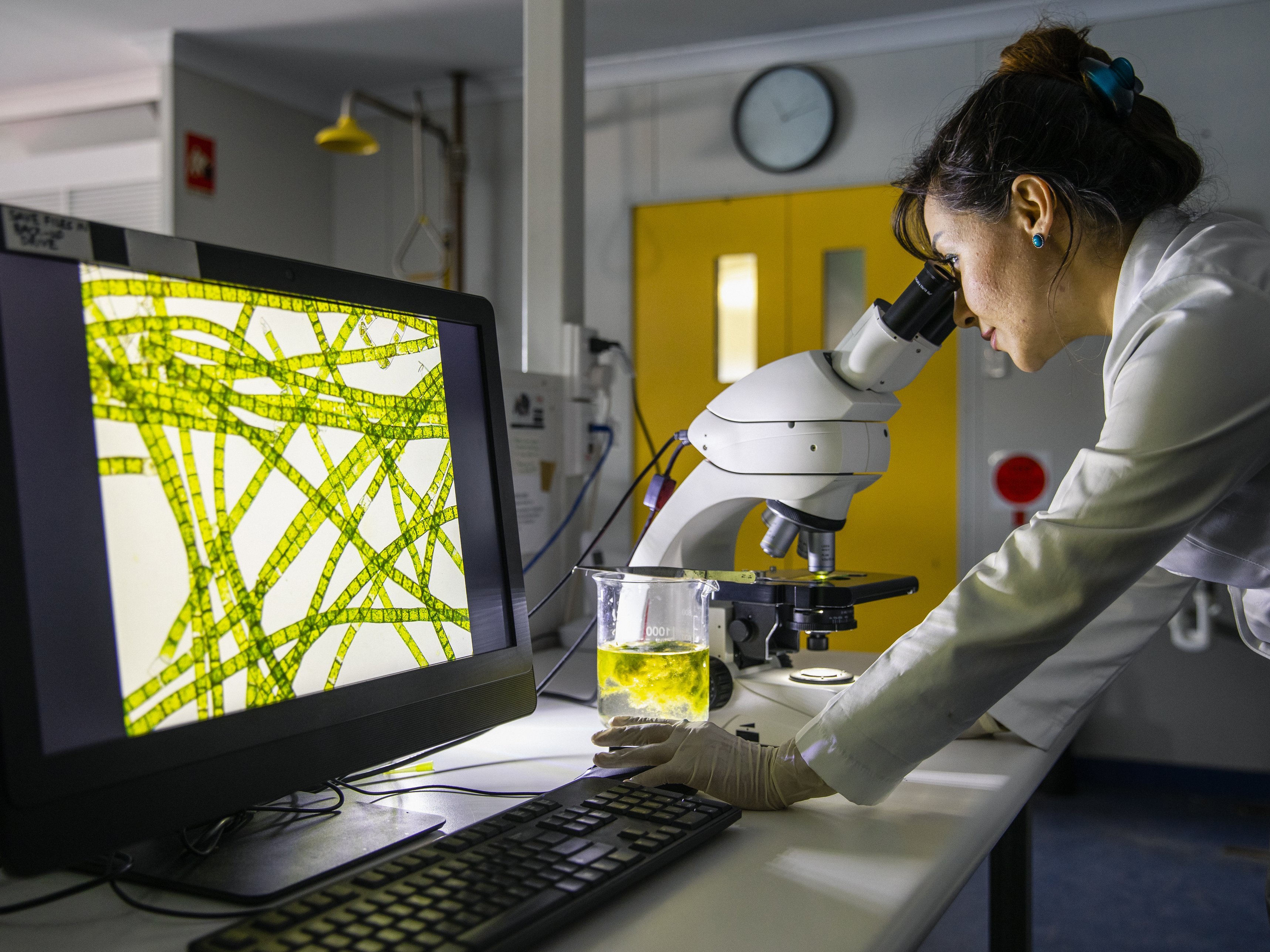 Eine Frau schaut durch ein Mikroskop. Auf dem dem Bildschirm neben ihr grün-gelbe Streifen.