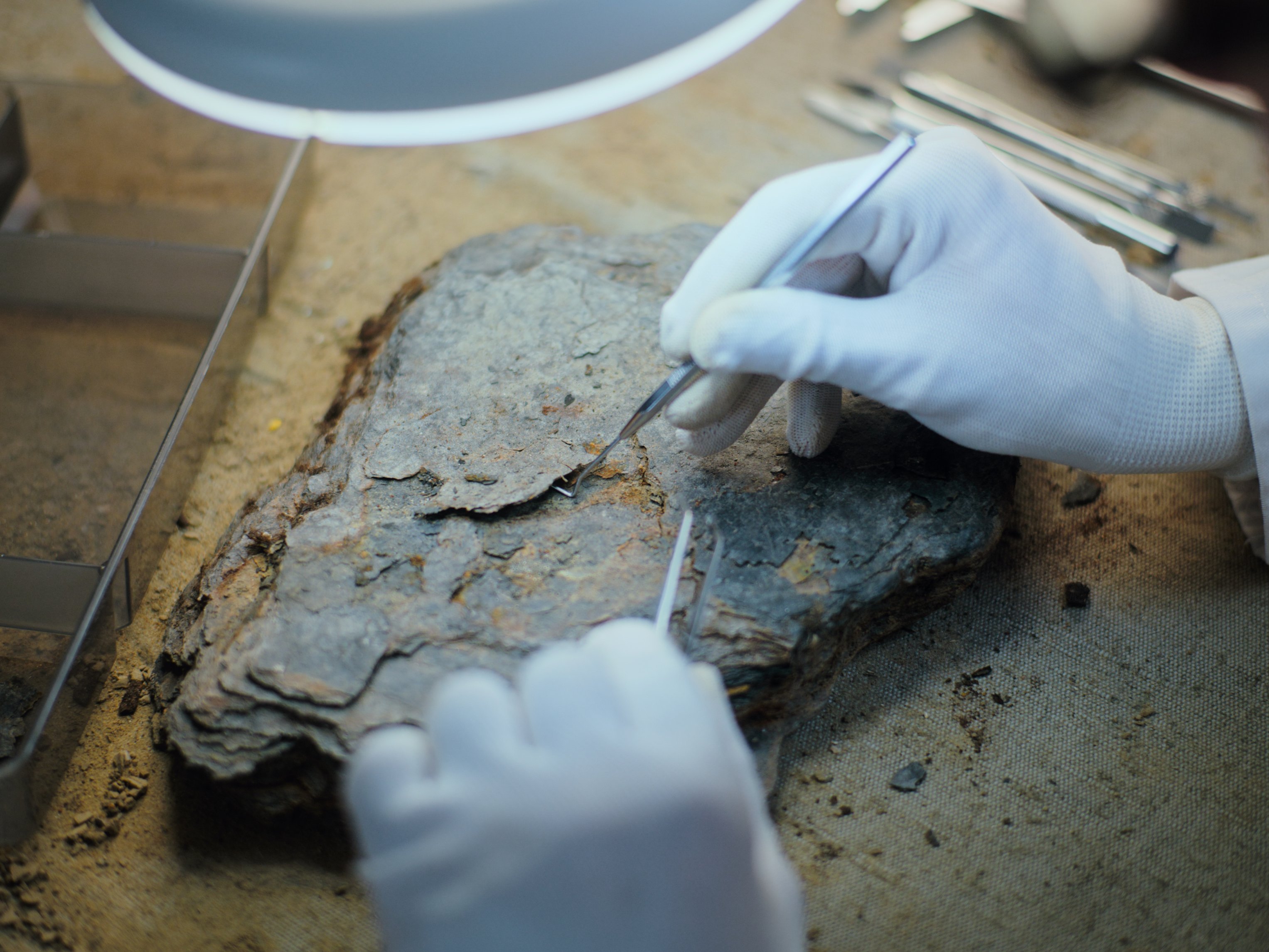 Untersuchung von Baumresten mit der Pinzette