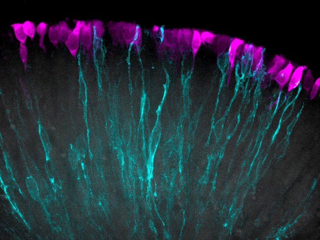 Die vaskularisierten Netzhautorganoide (vROs) weisen eine verbesserte Funktion der Sehnervzellen auf und ermöglichen erstmals die vollständige Ausbildung funktionsfähiger Lichtsignalwege – von den Photorezeptoren bis hin zu den retinalen Ganglienzellen.