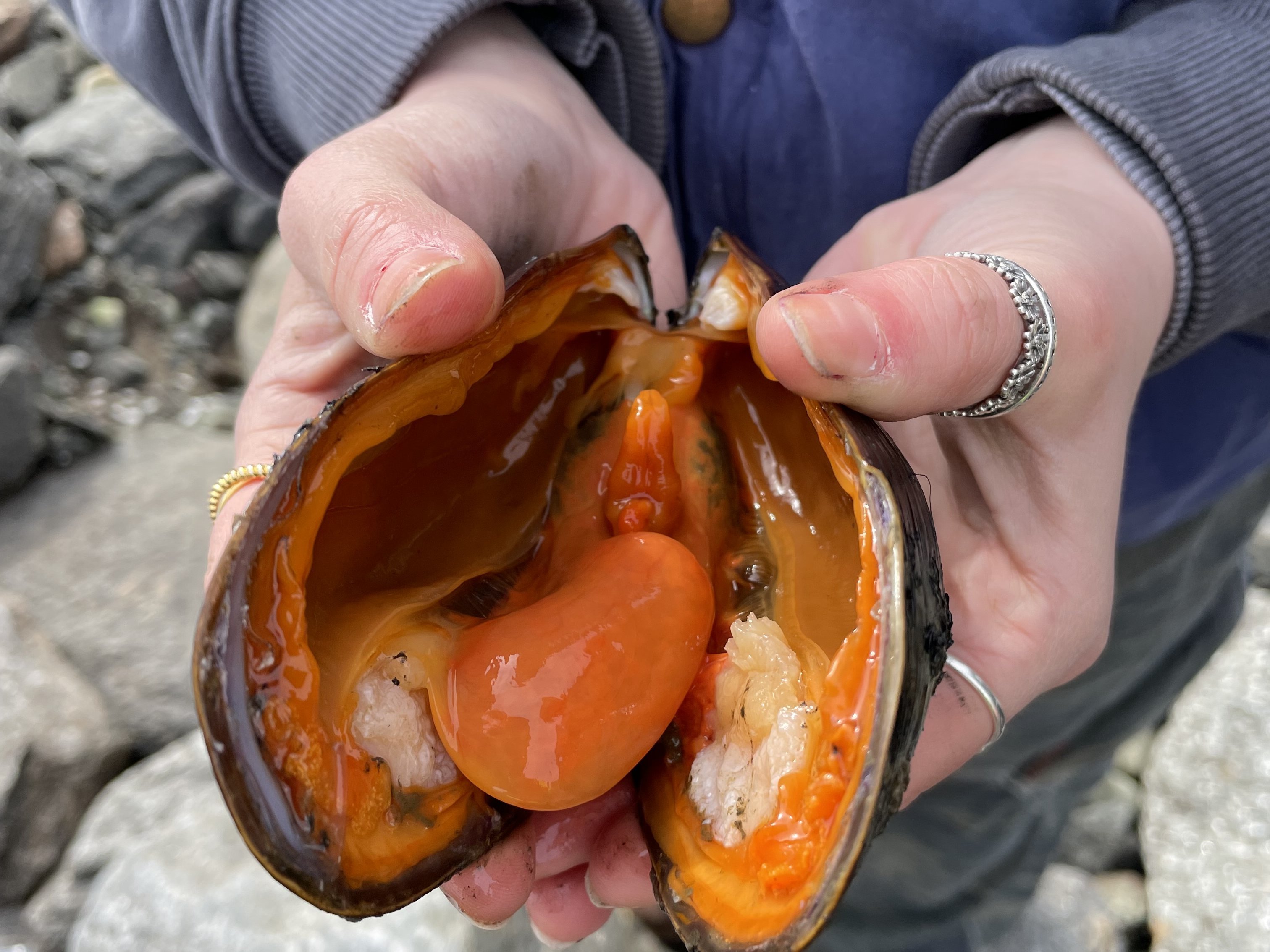 Rückstände von Munitionschemikalien finden sich unter anderem in Muscheln.