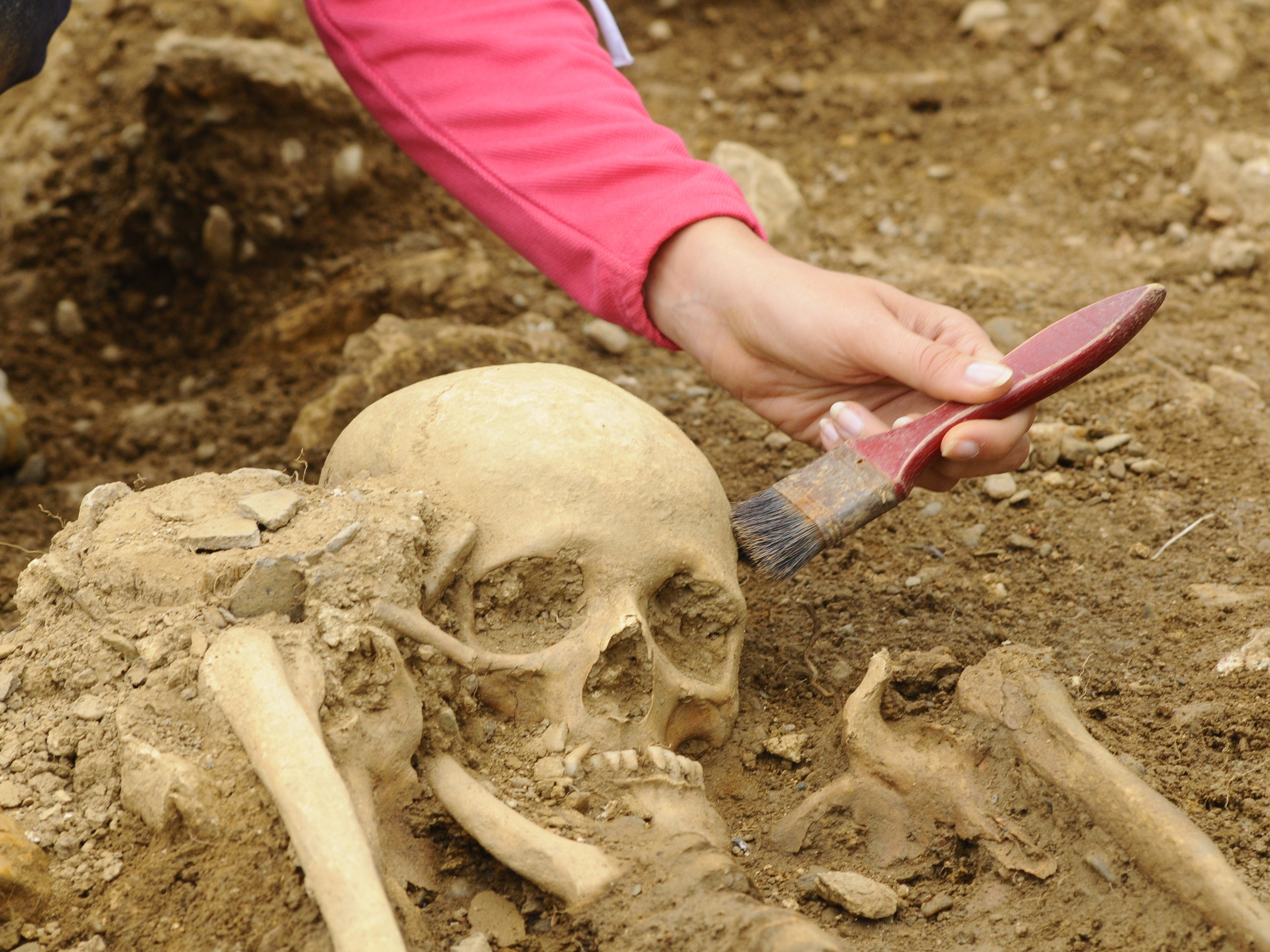 Zu sehen ist eine Hand, die mit einem Pinsel einen menschlichen Schädel in einer Grabstätte offenlegt.