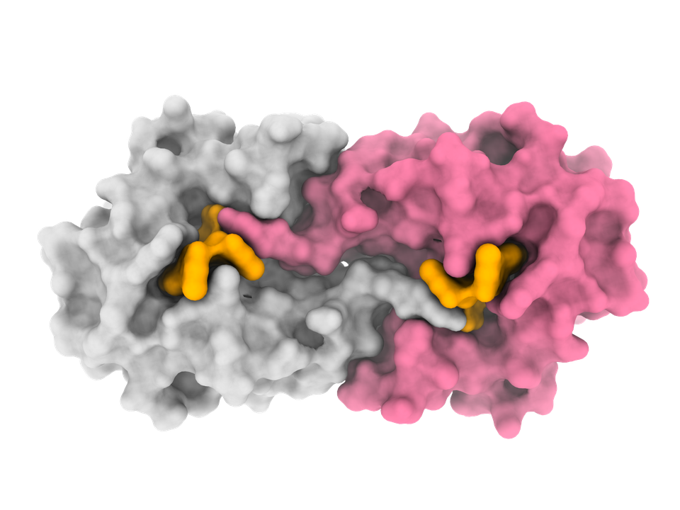 Blick in die molekulare Vergangenheit: Die 3-D-Struktur zeigt den rekonstruierten Vorfahren der diDNasen (A1). Anhand dieses „wiederbelebten“ Proteins untersuchen die Forschenden, wie sich unterschiedliche Funktionen im Laufe der Evolution entwickelt haben.